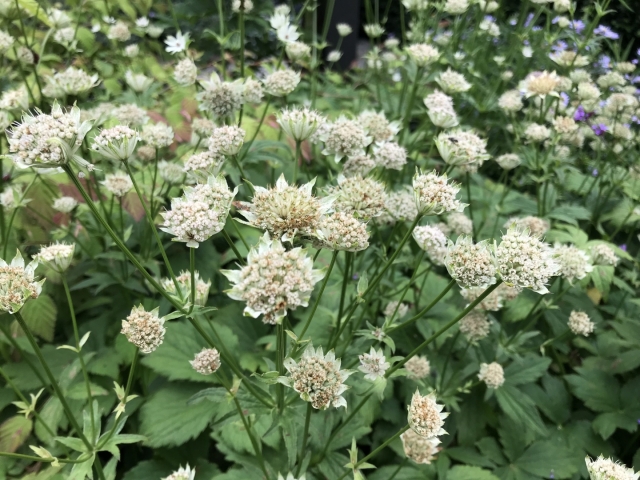 Astrantia major 'Berdien Stam'  ( Zeeuws knoopje )