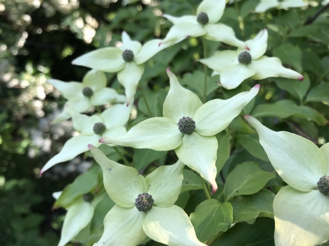 Cornus kousa 'China Girl'  ( Japanse grootbloemige kornoelje ) 