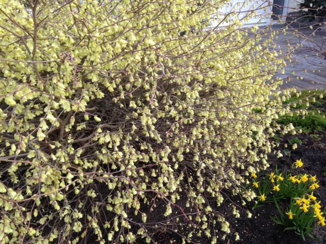 Corylopsis pauciflora ( Schijnhazelaar )