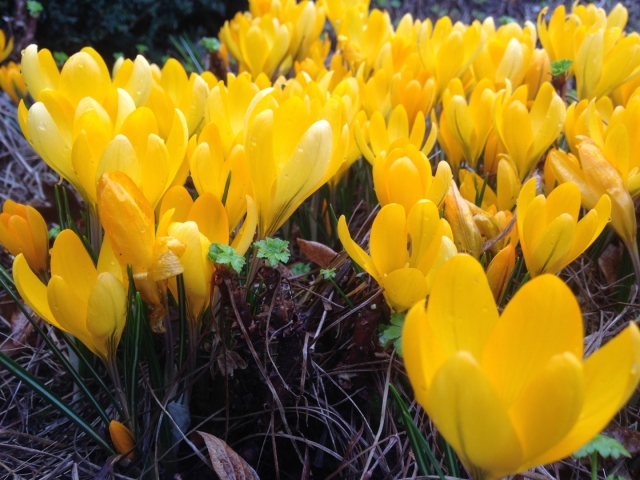 Crocus flavus Golden Yellow' ( Krokus )