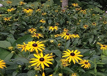 Rudbeckia fulgida 'Goldsturm'  Zonnehoed