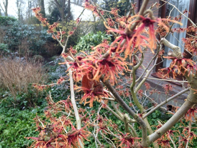 Hamamelis x intermedia 'Diane' (Toverhazelaar)