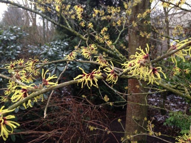 Hamamelis intermedia 'Arnold Promise' ( Toverhazelaar )
