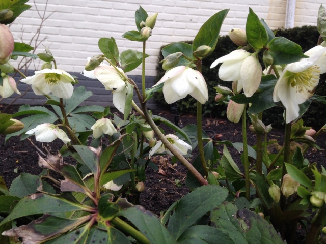 Helleborus niger ( Kerstroos )