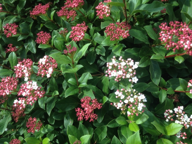 Viburnum tinus 'Gwenllian'  ( Sneeuwbal )