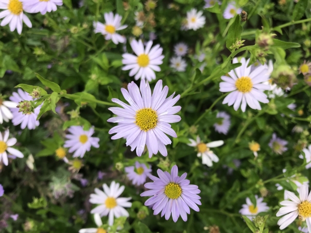 Kalimeris incisa 'Blue Star' ( Zomeraster )
