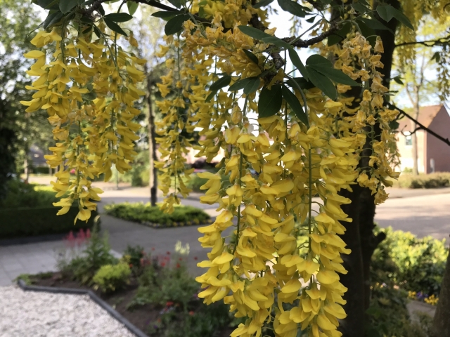 Laburnum watereri 'Vossii'  ( Gouden regen )