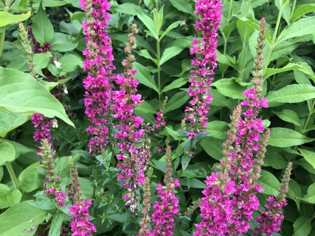 Lythrum salicaria 'Robin' ( Kattenstaart )
