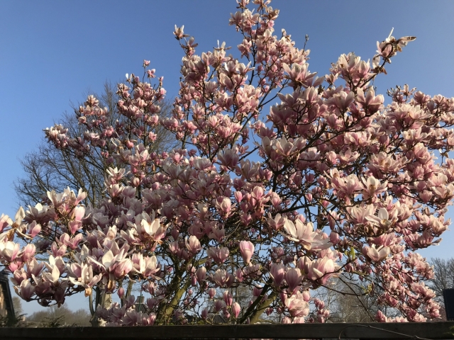 Magnolia soulangeana