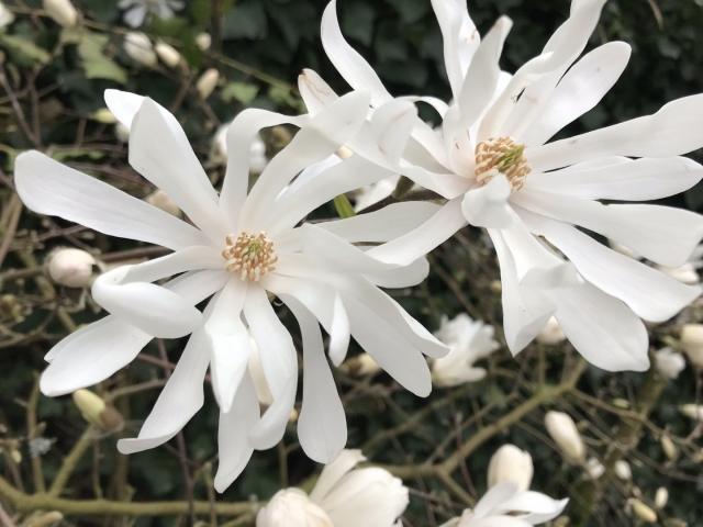 Magnolia stellata