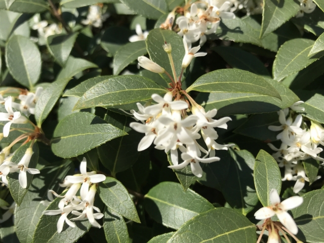 Osmanthus burkwoodii