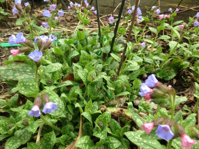 Pulmonaria saccharata 'Mrs. Moon' ( Longkruid )