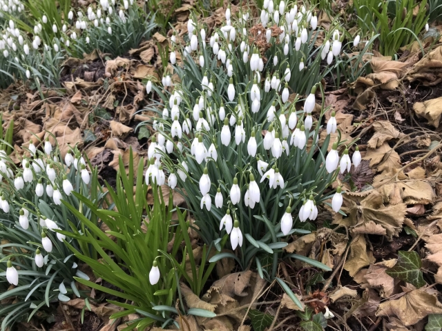 Galanthus nivalis (Sneeuwklokje)