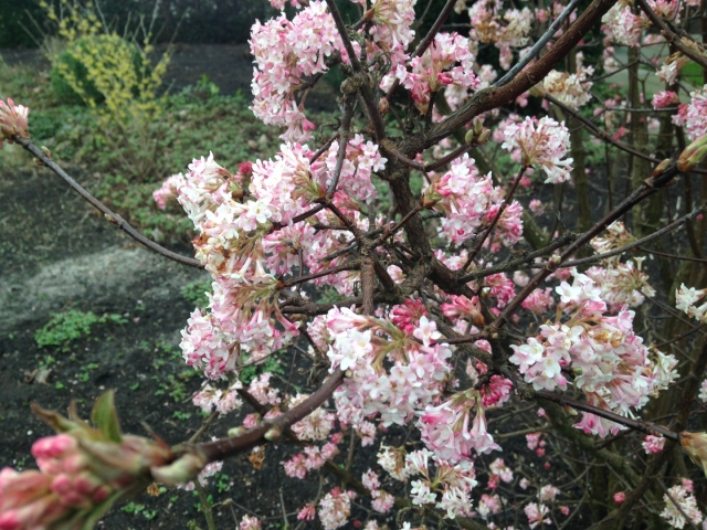 Viburnum bodnantense 'Dawn' (Sneeuwbal)