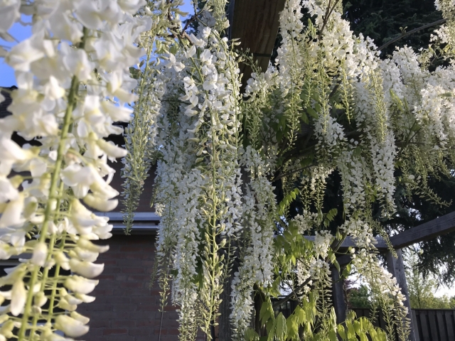 Wisteria sinensis 'Alba ( Witte regen )