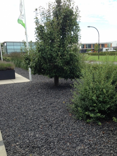 Krachtige tuin met duidelijke lijnen