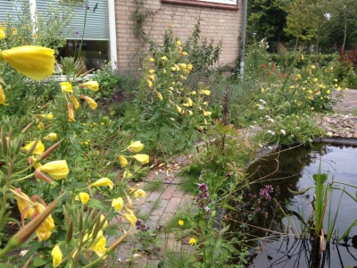 Natuurlijke vogelvriendelijke tuin in Waalwijk